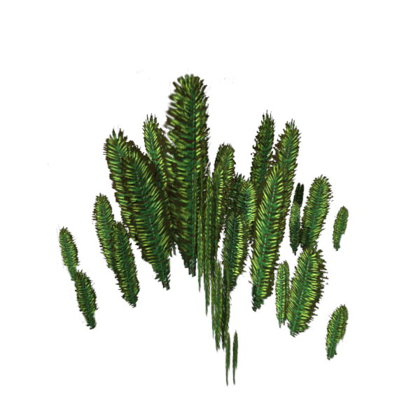 Horsetails